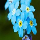 Ngryise 3000Pcs Myosotis silvatica seed
