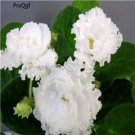 Ngryise 3000Pcs white saintpaulia ionantha seed