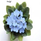 Ngryise 3000Pcs blue Saintpaulia ionantha seed