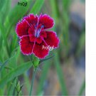 Ngryise 3000Pcs   dark purple Dianthus chinensis seed