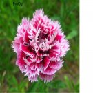 Ngryise 3000Pcs  white purple Dianthus chinensis seed