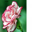 Ngryise 3000Pcs white with purple edge Dianthus chinensis seed