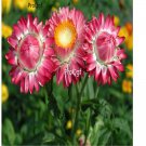 Ngryise 3000Pcs purple Helichrysum bracteatum seed
