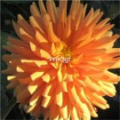 Ngryise 3000Pcs yellow Dahlia pinnate seed