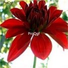 Ngryise 3000Pcs dark red Dahlia pinnate seed