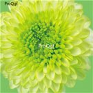 Ngryise 3000Pcs green Dahlia pinnate seed