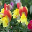 Ngryise 3000Pcs yellow purple Antirrhinum majus seed