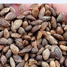 DwarfGiantFarm 3000Pcs A Set Pinus thunbergii Parlatore Seed Prodgf