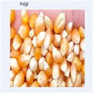 Ngryise 500Pcs Zea mays seed
