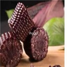 Ngryise 100Pcs black Zea mays see
