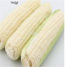 Ngryise 100Pcs white Zea mays seed