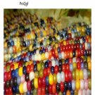 Ngryise 100Pcs colorful Zea mays seed