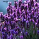 Ngryise 6000Pcs purple Lavandula angustifolia lavender seed