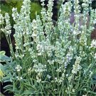 Ngryise 6000Pcs  white Lavandula angustifolia lavender seed