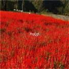 Ngryise 6000Pcs  red Lavandula angustifolia lavender seed