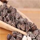 Ngryise 1000pcs Moringa oleifera seed  Prodgf
