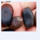 ngryise 100pcs Mucuna sempervirens seed