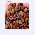 Ngryise 3000Pcs  Acacia farnesiana seed