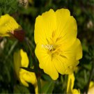 Ngryise 6000Pcs yellow Oenothera biennis seed