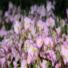 Ngryise 6000Pcs purple Oenothera biennis seed