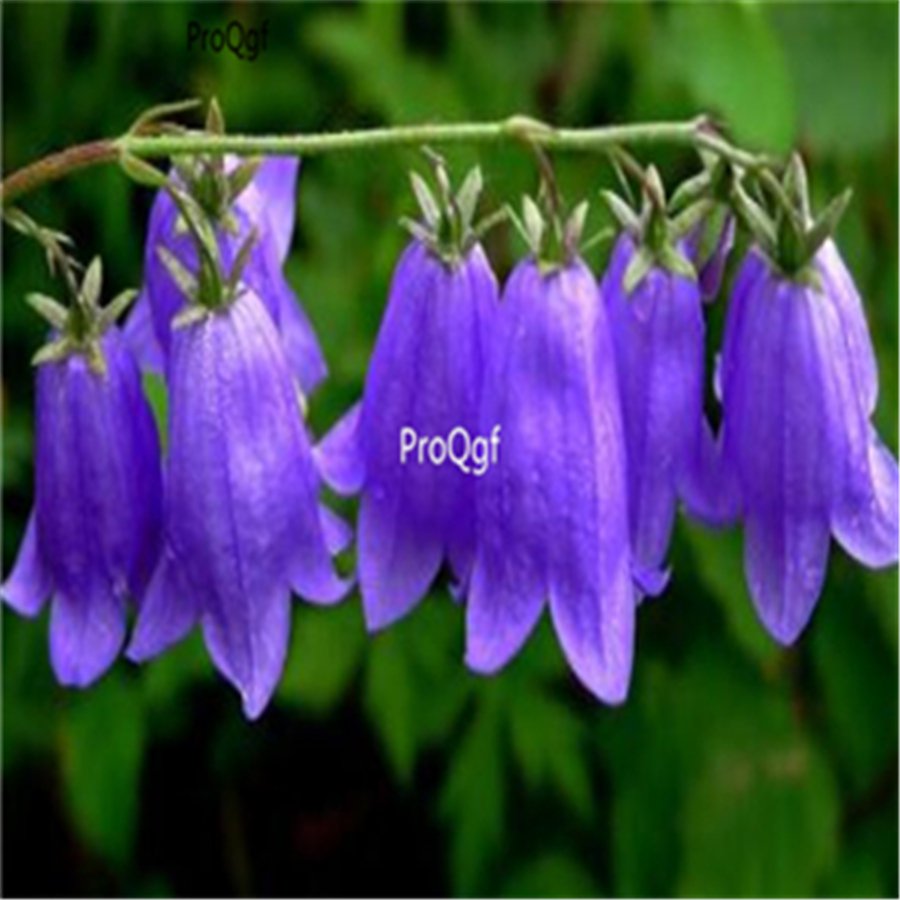 Ngryise 3000Pcs A Set blue Abutilon megapotamicum seed
