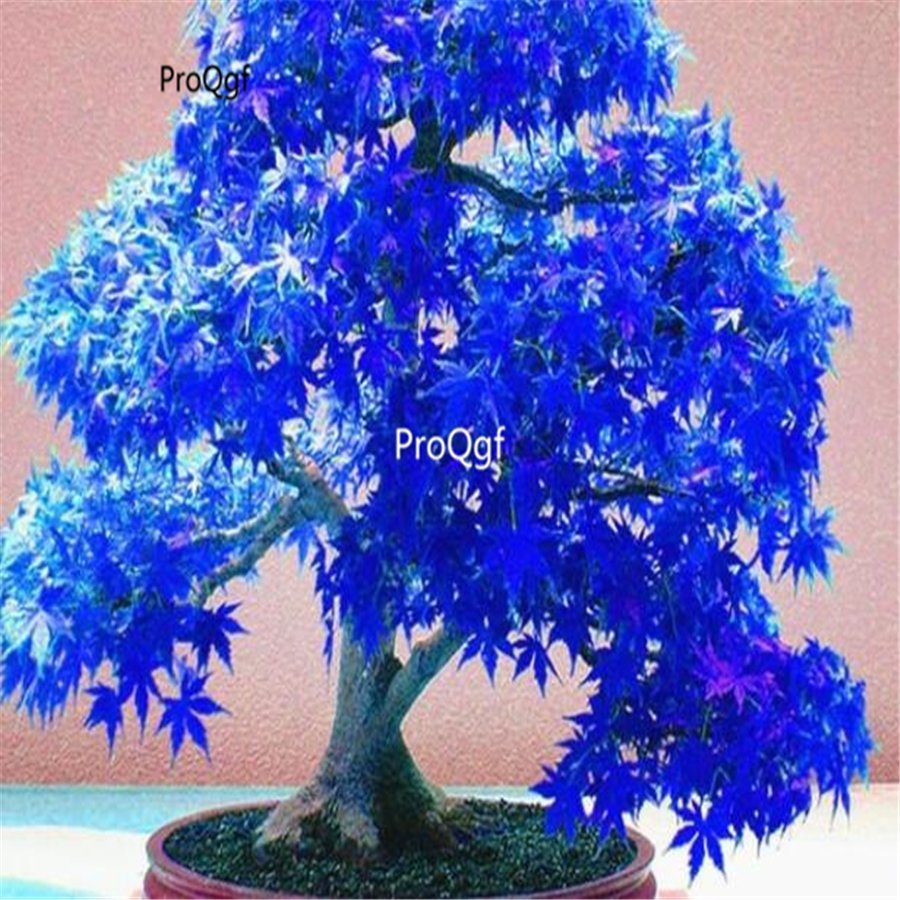 Ngryise 1000Pcs Acer palmatum seed