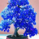 Ngryise 1000Pcs Acer palmatum seed
