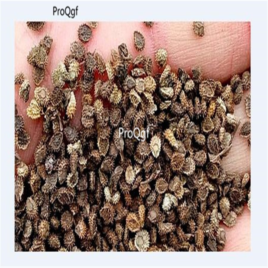 Ngryise 3000pcs Codariocalyx motorius seed
