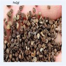 Ngryise 3000pcs Codariocalyx motorius seed