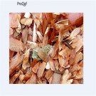 Ngryise 3000pcs Toona sinensis seed