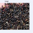 Ngryise 6000pcs Heliopsis helianthoides seed