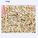 Ngryise 6000pcs Centaurea americana seed