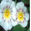 Ngryise 3000pcs white Convolvulus tricolor seed
