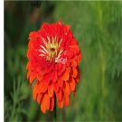 Ngryise 3000pcs red Zinnia elegans seed