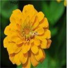 Ngryise 3000pcs yellow Zinnia elegans seed
