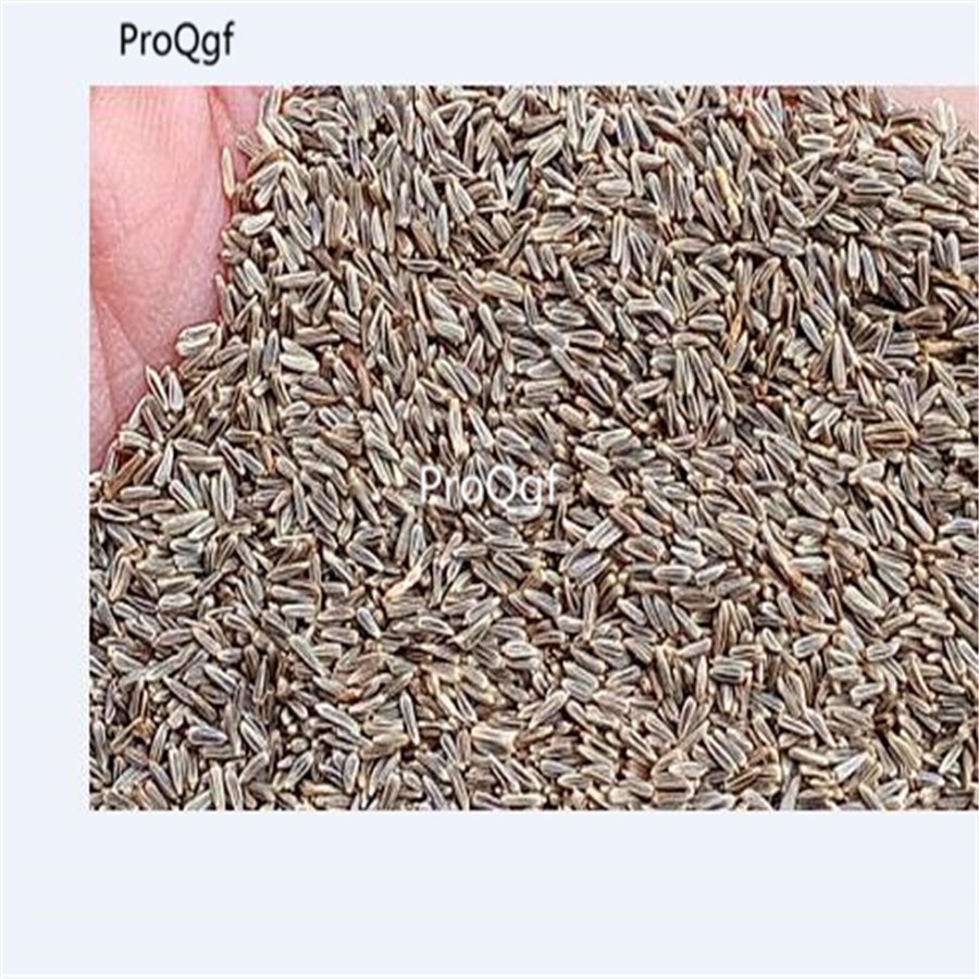 Ngryise 6000pcs Leucanthemum maximum  seed