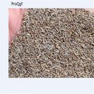 Ngryise 6000pcs Leucanthemum maximum  seed