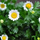 Ngryise 6000pcs Chrysanthemum paludosum  seed