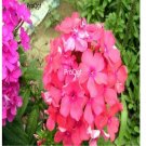 Ngryise 500pcs pink Phlox drummondii  seed