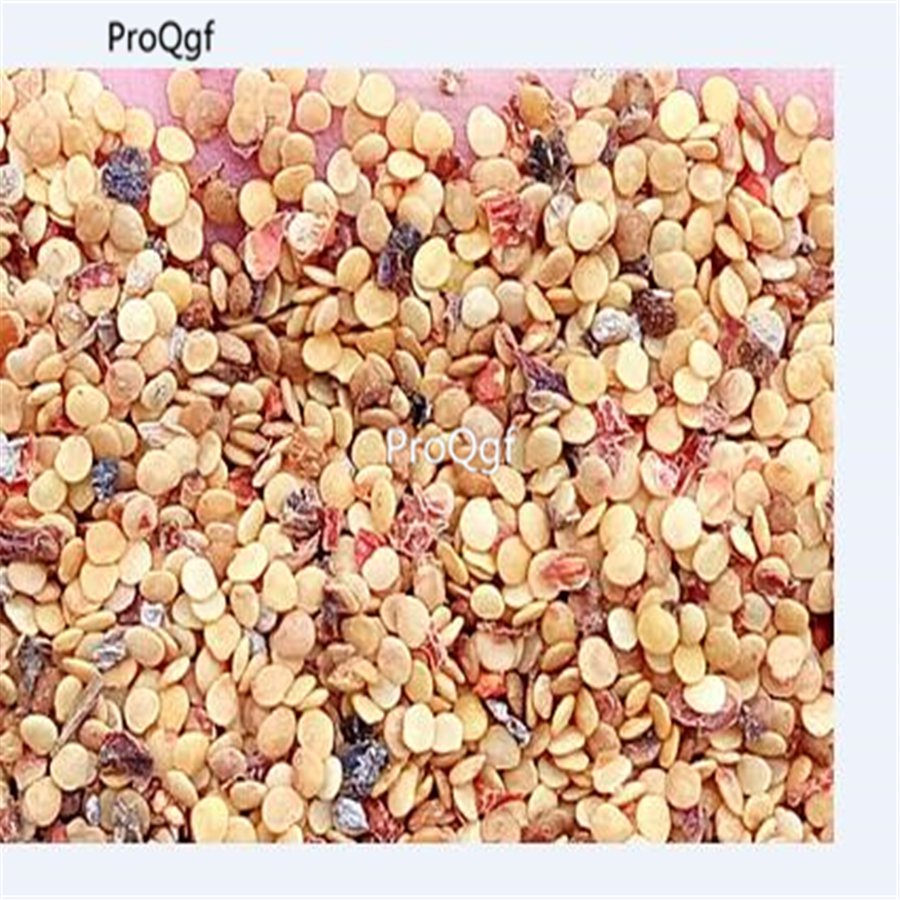 Ngryise 3000pcs Physalisalkengi lantern fruit seed