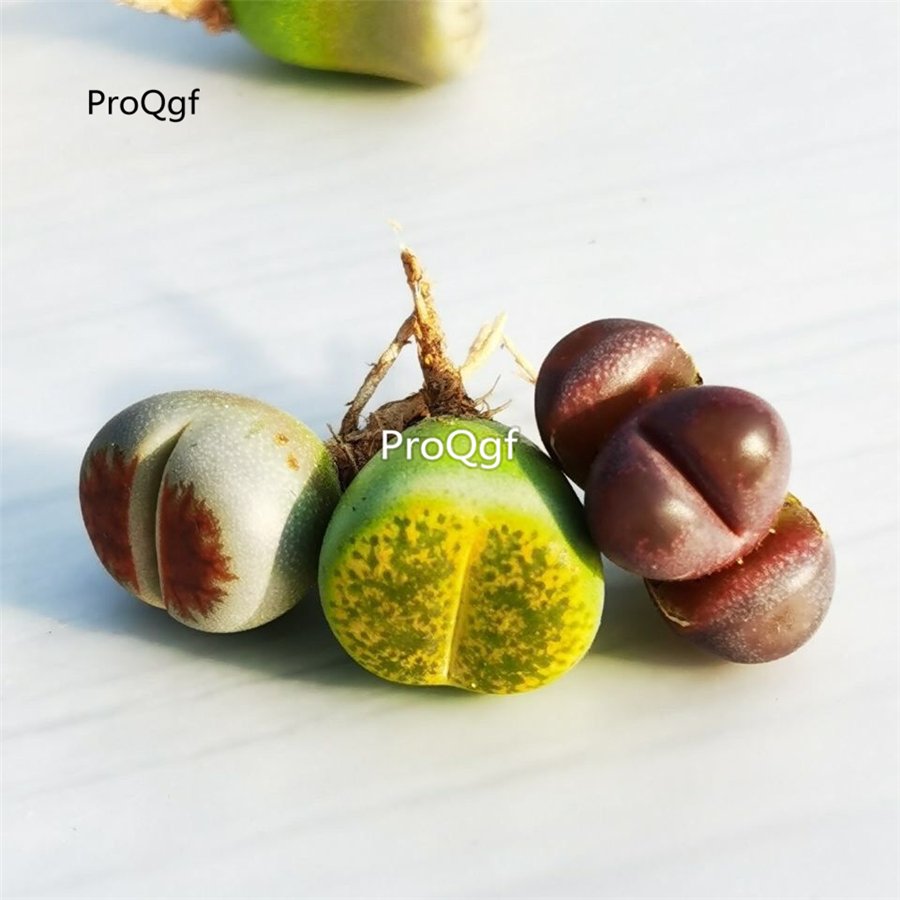 Ngryise 3pcs shitou stone flower