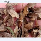 Ngryise 2000Pcs Pterocarya stenoptera  seed