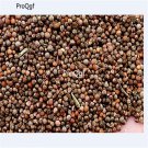 DwarfGiantFarm 9000Pcs A Set Perilla frutescens crispa Seed  Prodgf