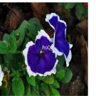 Ngryise 8000pcs blue white edge Petunia seed