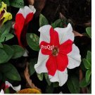 Ngryise 8000pcs red white edge Petunia seed