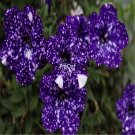 Ngryise 8000pcs spotted blue white Petunia seed