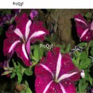 Ngryise 8000pcs stripe purple Petunia
