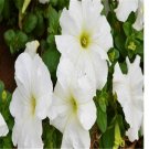 Ngryise 8000pcs pure white petunia seed