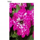 Ngryise 8000pcs spotted purple white Petunia seed