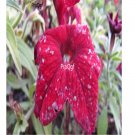 Ngryise 8000pcs spotted red white Petunia seed